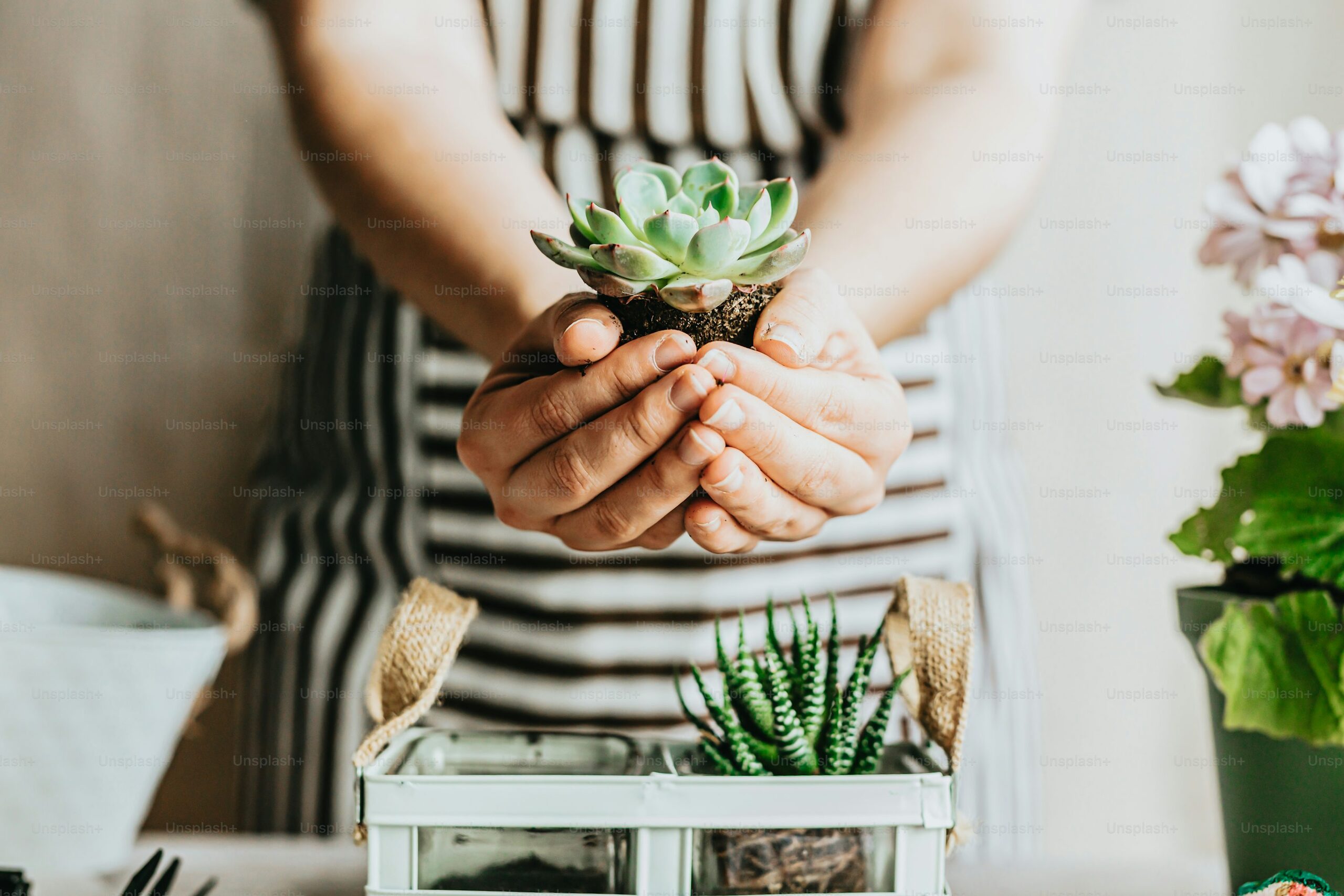 succulent watering hands