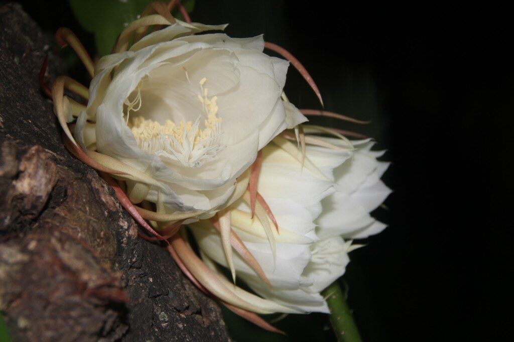 night-blooming cereus flower