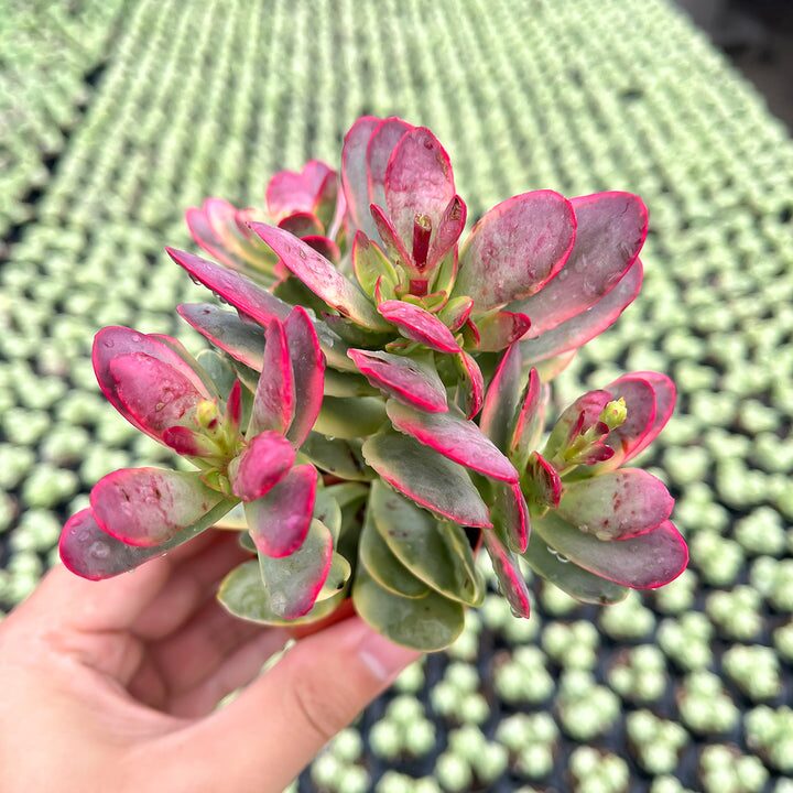 crassula stem cutting gritty mix
