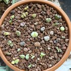 lithops seed sowing tray