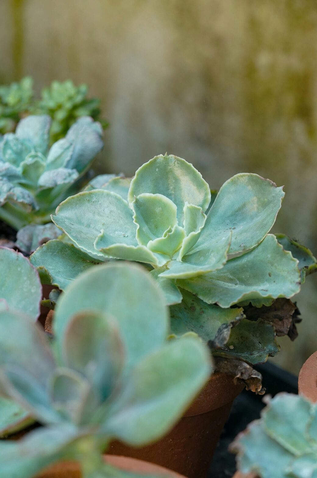 succulent balcony shade cloth sunlight