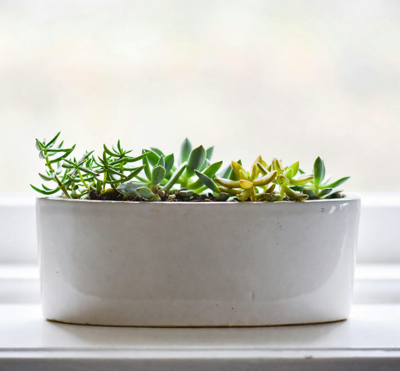 succulent LED grow light setup