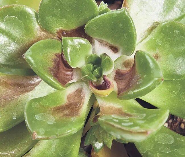 succulent leaf sunburn close-up