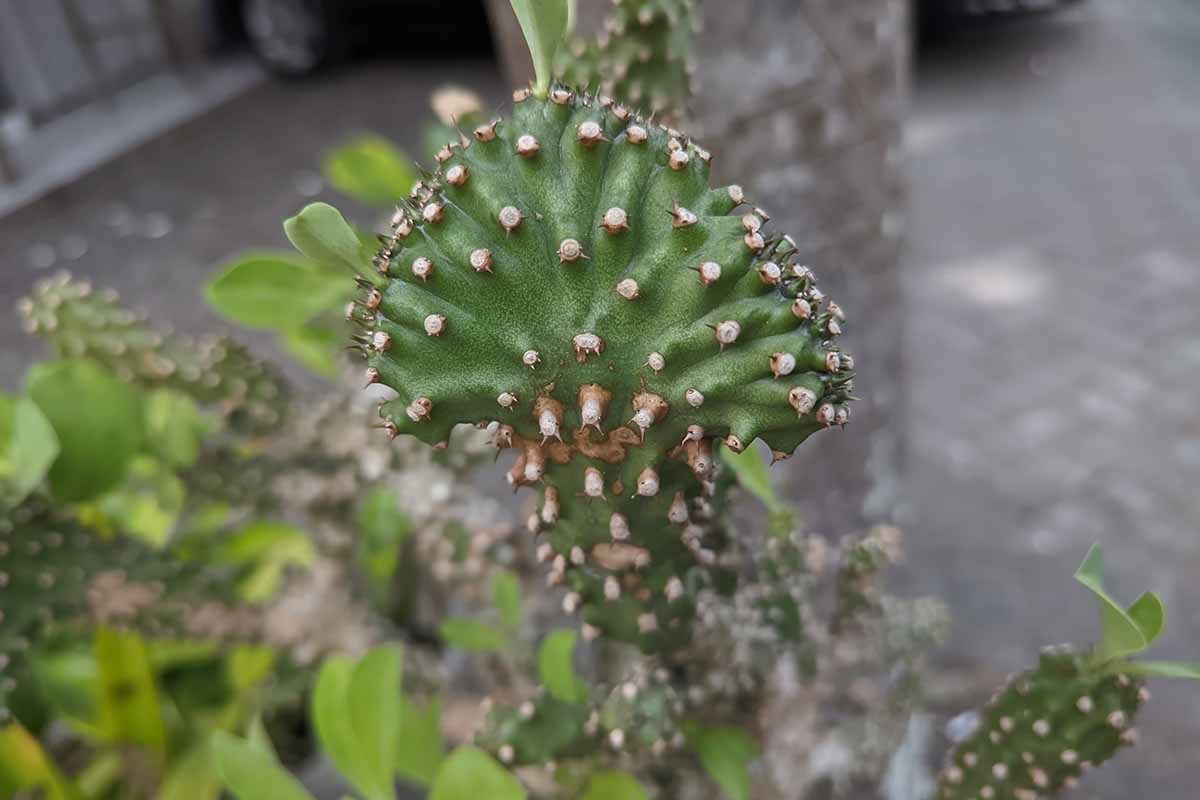 euphorbia latex sap close-up