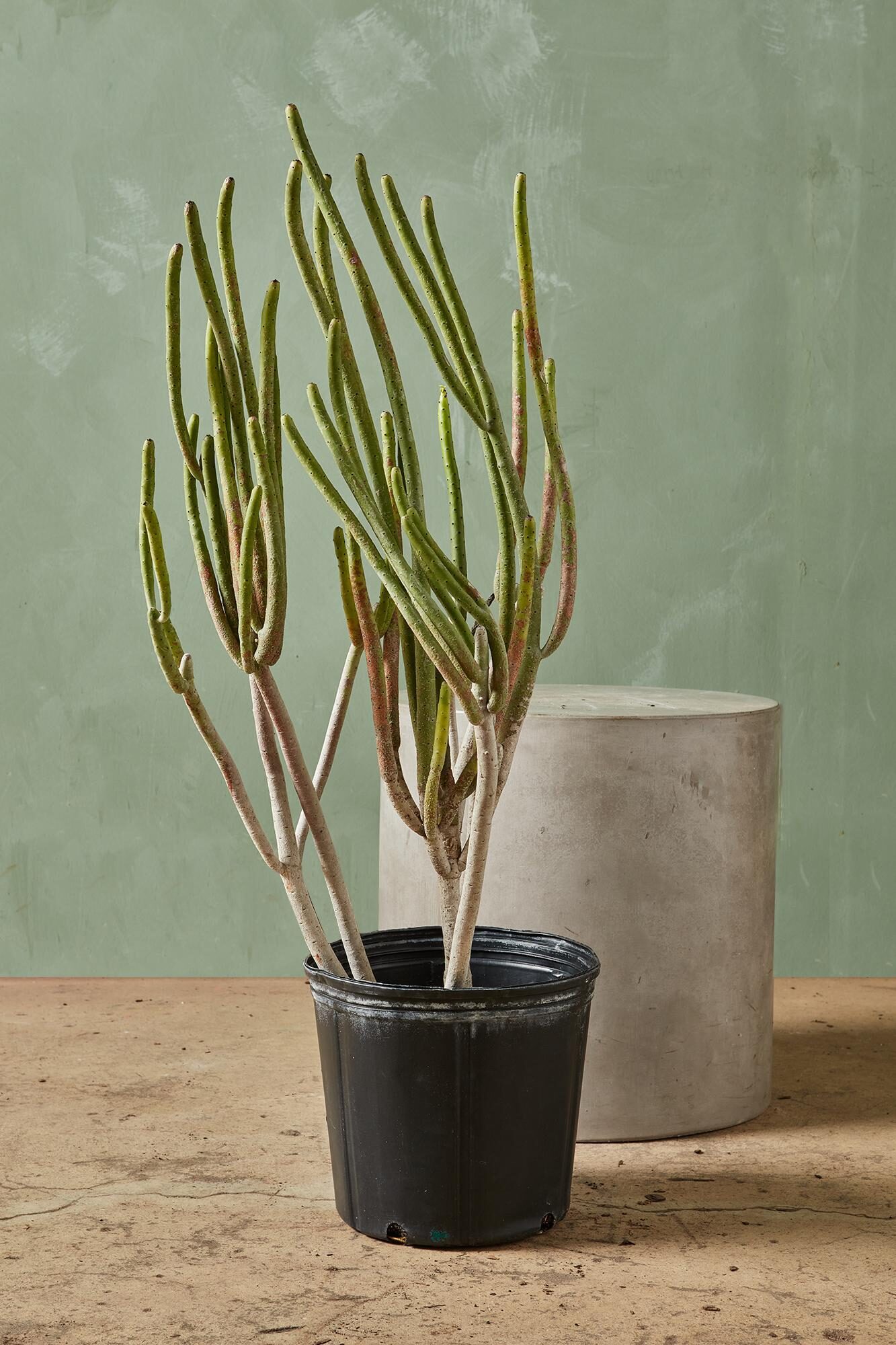 euphorbia on high shelf cat
