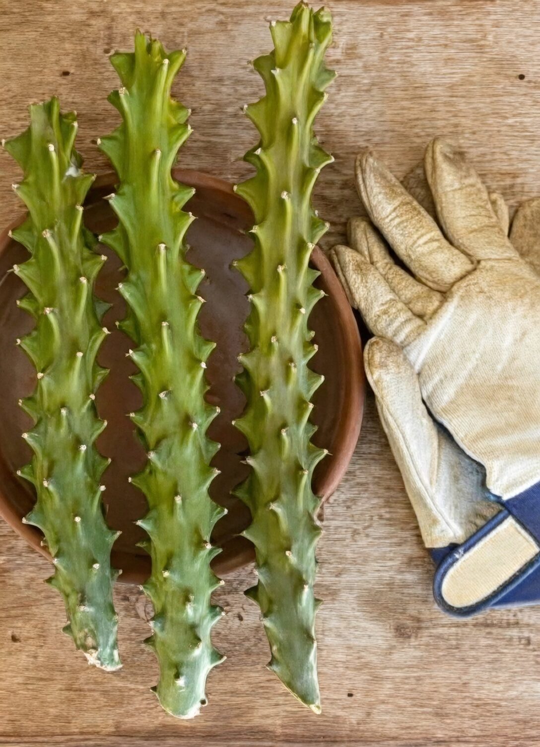 euphorbia pruning with gloves
