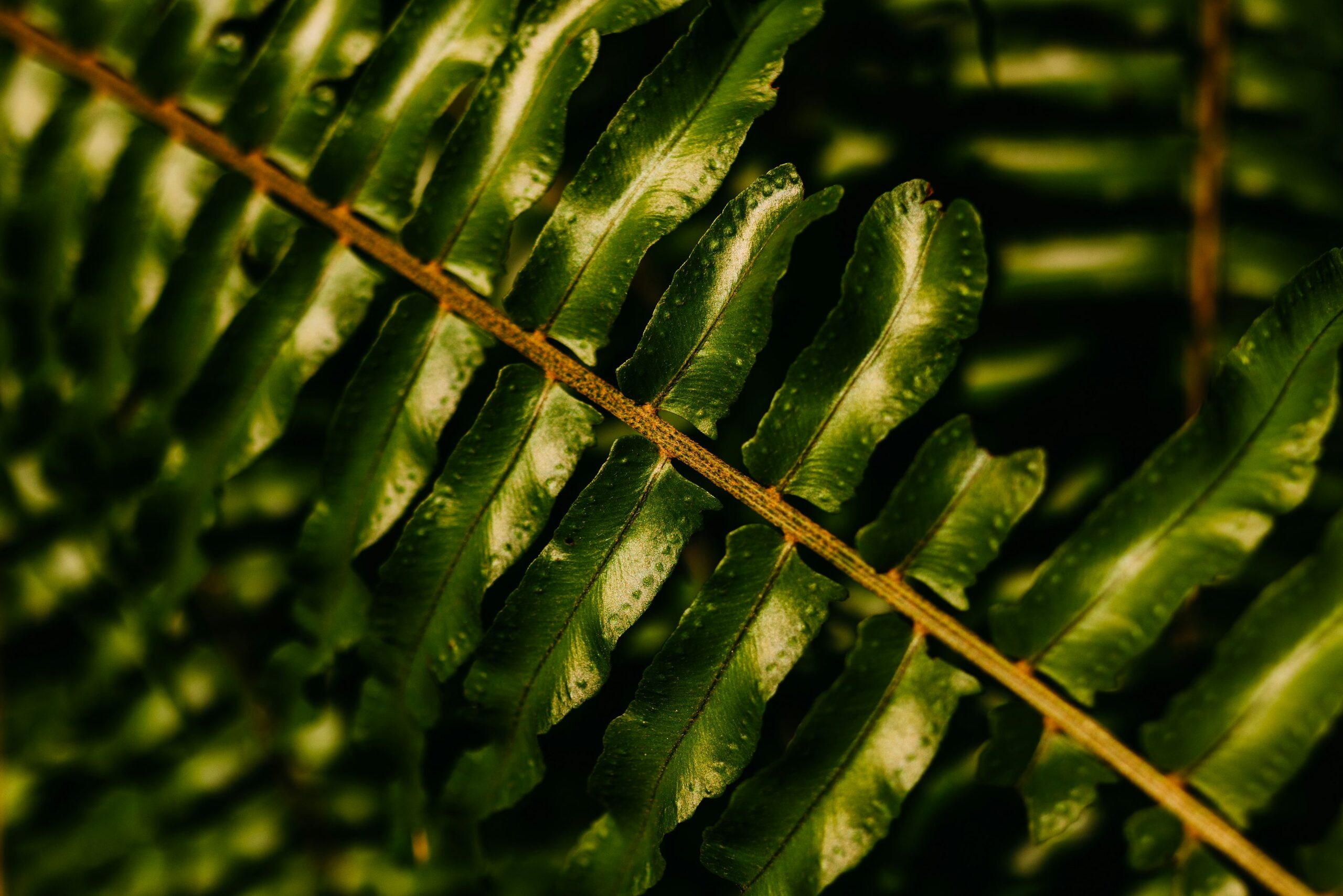 euphorbia latex dripping cut stem