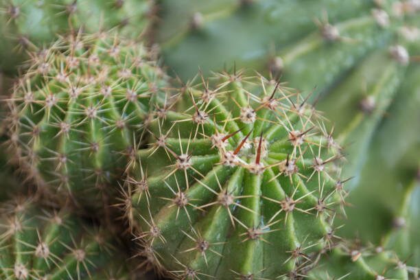 cactus areoles macro close up