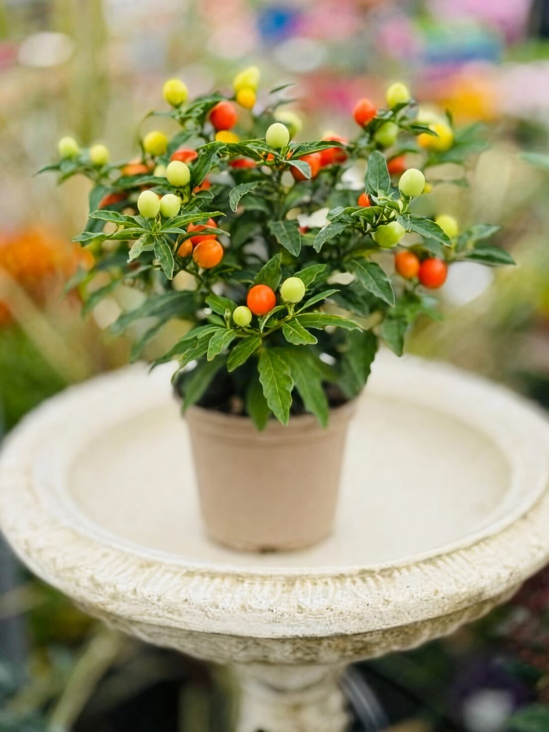 Jerusalem cherry plant close-up