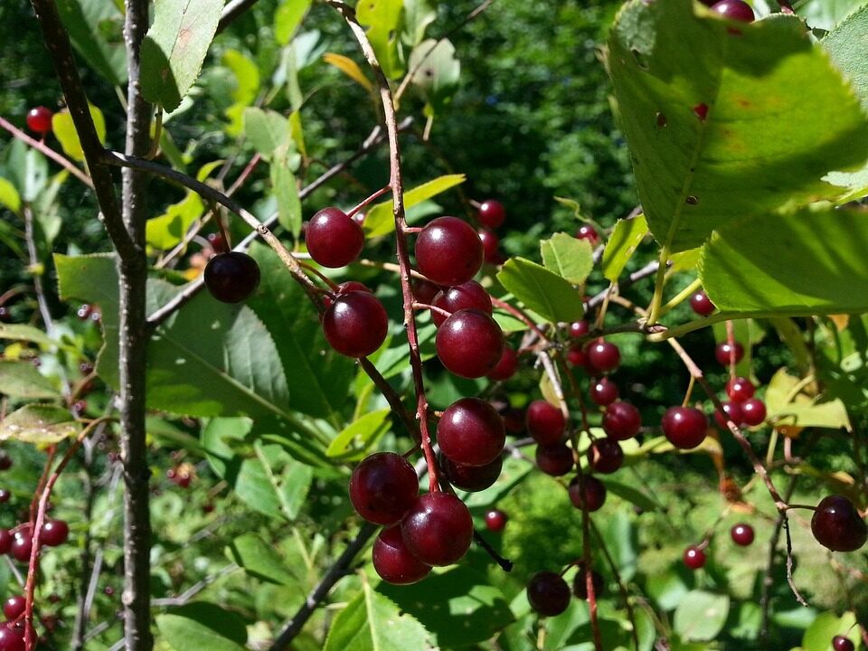 Jerusalem cherry do not eat label