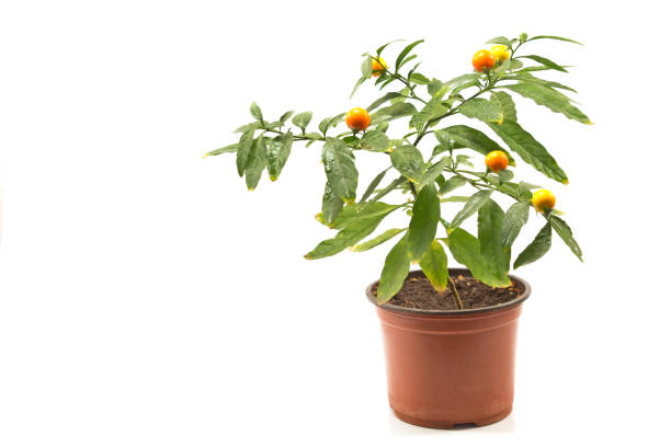Jerusalem cherry high shelf cat