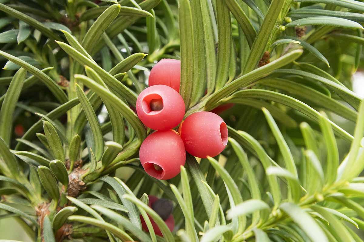 和蚧虫周旋的100天：红豆杉的无毒防治与用药实录