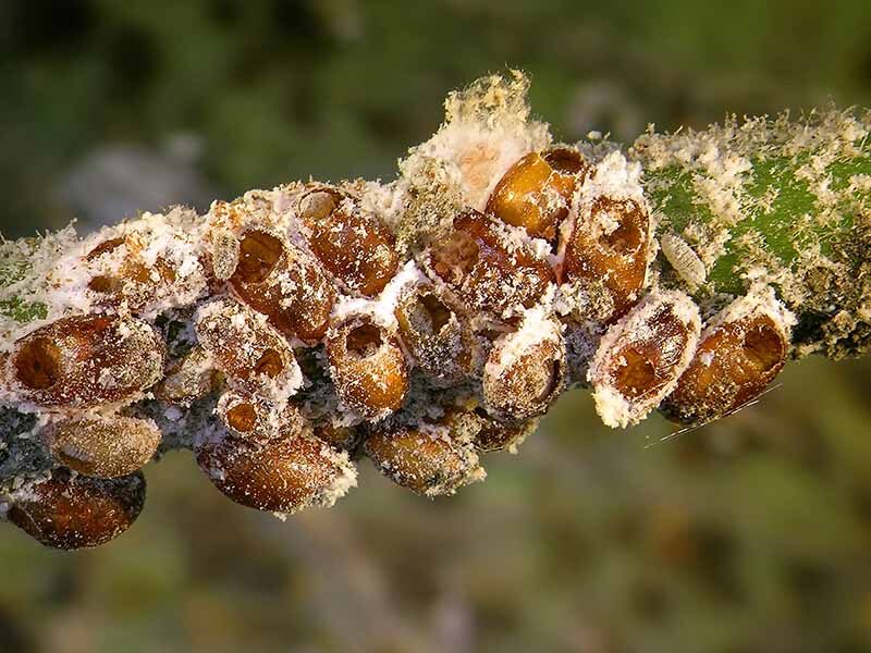 Chinese yew scale insects close up