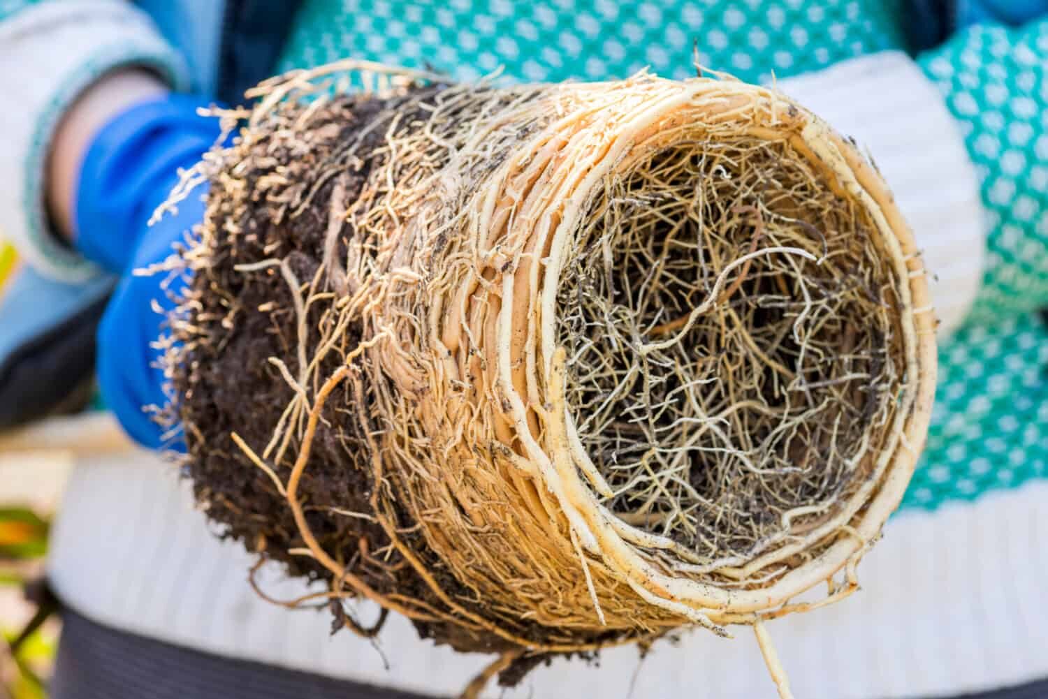 yew bonsai repotting soil mix