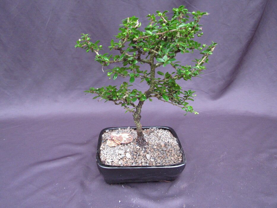 yew bonsai formal upright style
