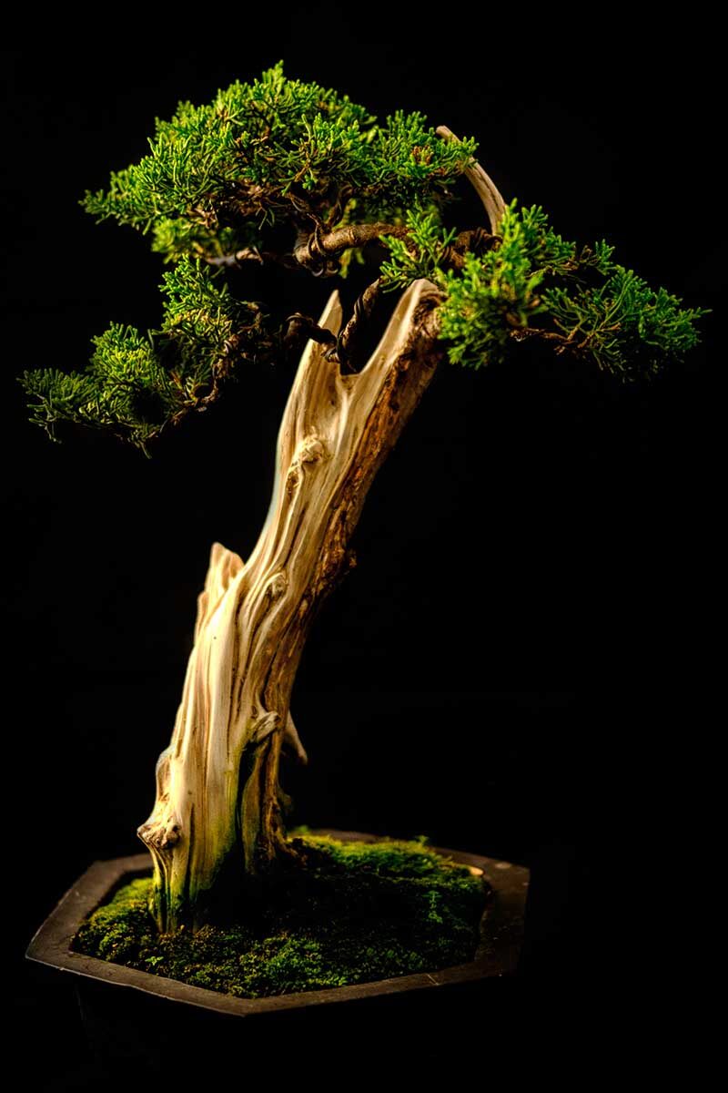 yew bonsai slanting style