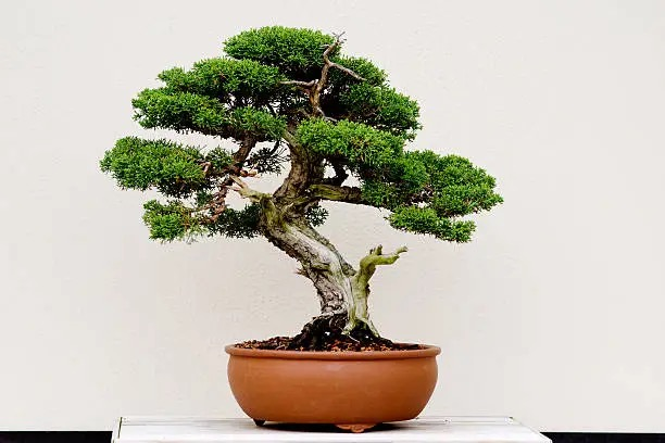 yew bonsai wiring branches close-up