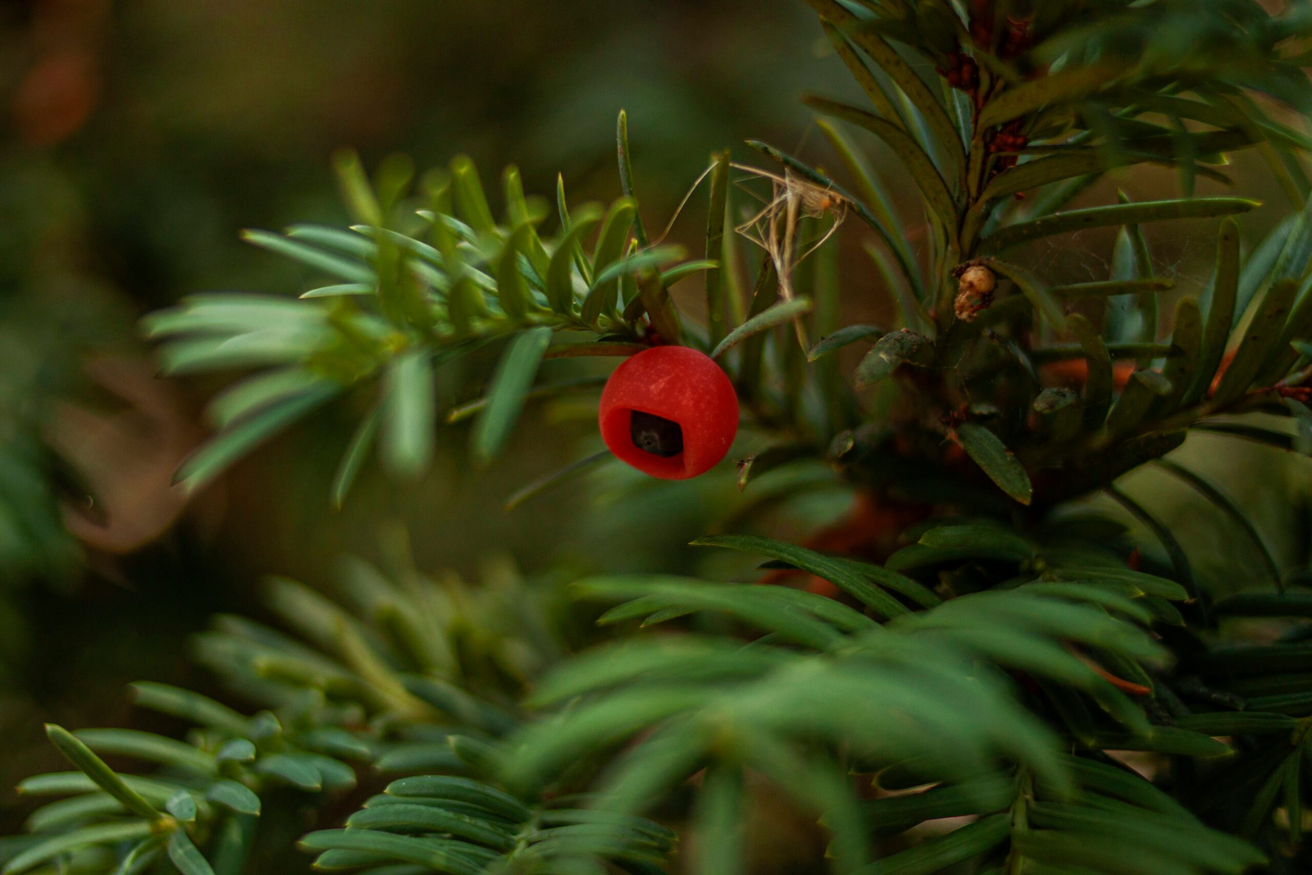 Chinese yew red aril seed close-up