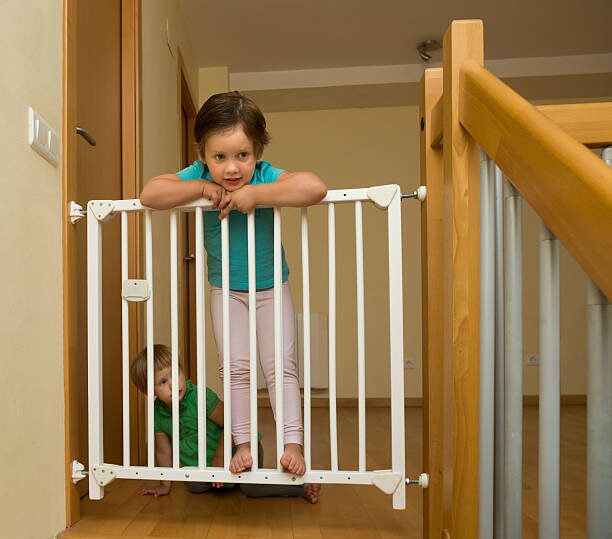 Chinese yew high shelf child gate