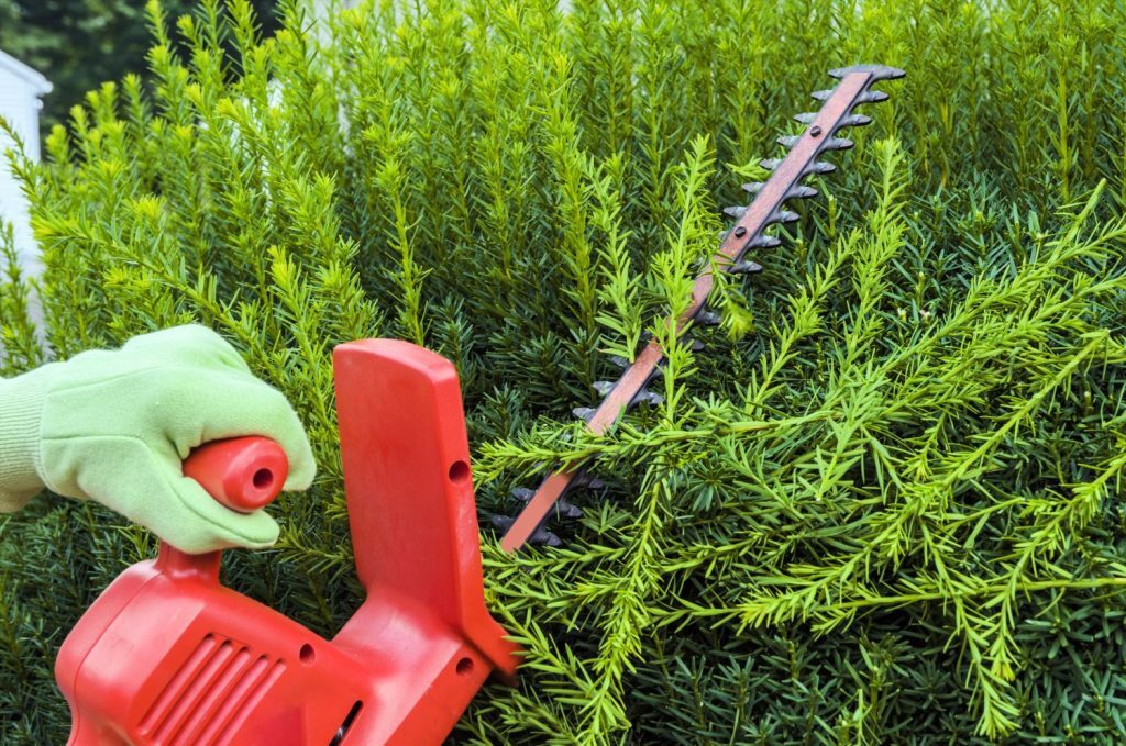 Chinese yew pruning with gloves