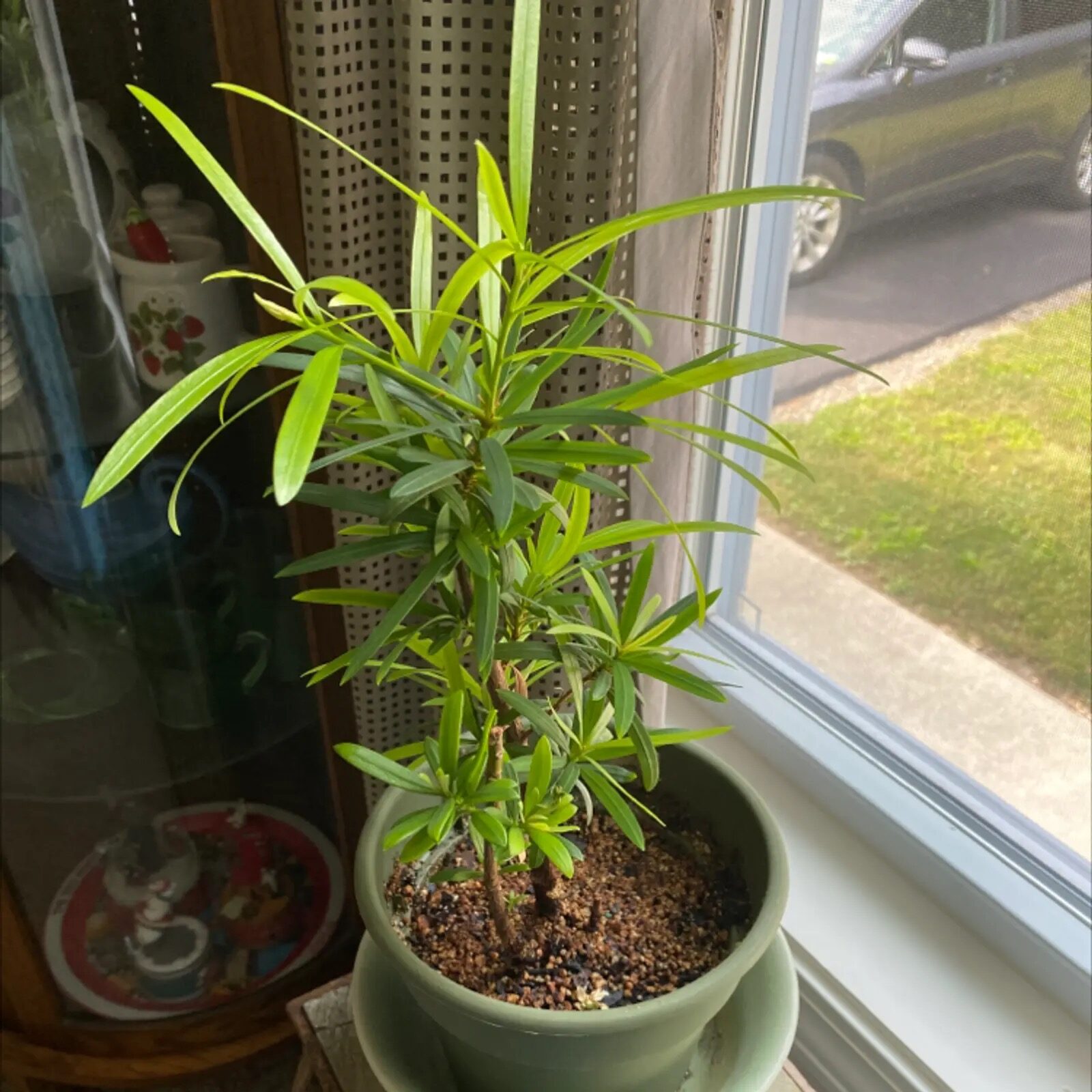 Chinese yew insecticide spray balcony