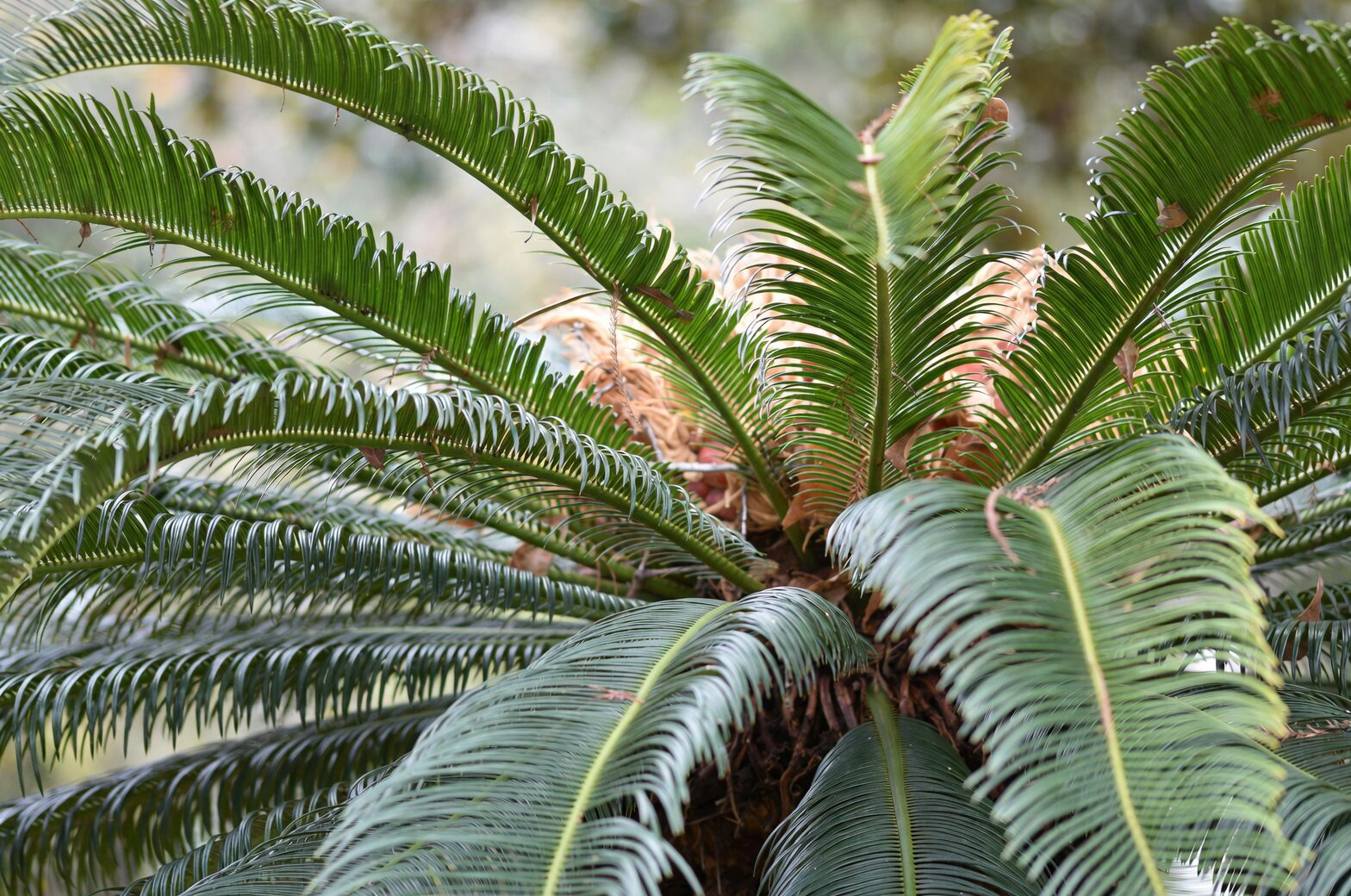 cycas revoluta leaf closeup