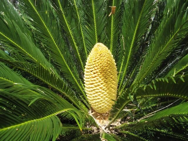 cycas revoluta male cone