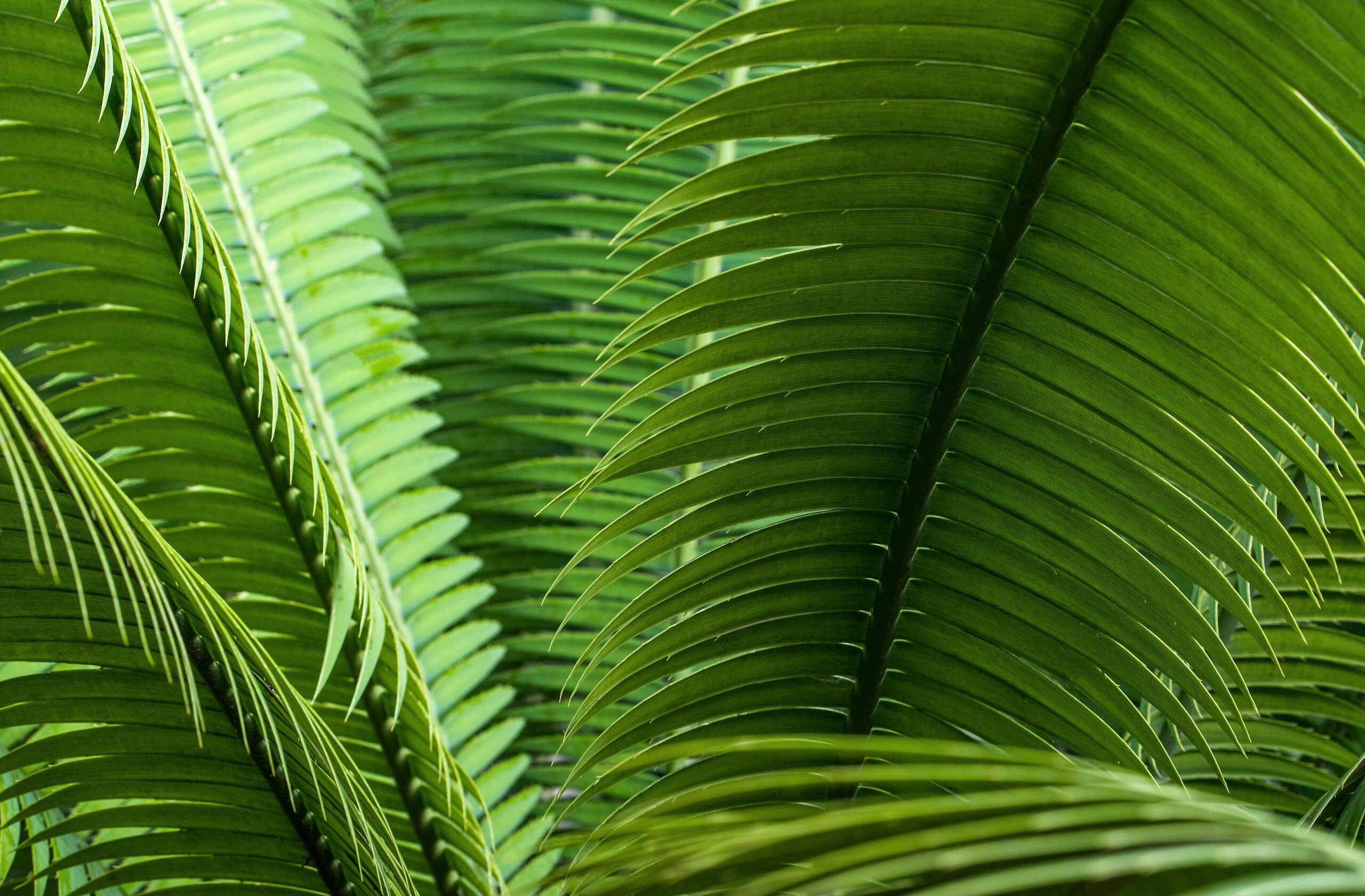 cycas revoluta new fronds indoor