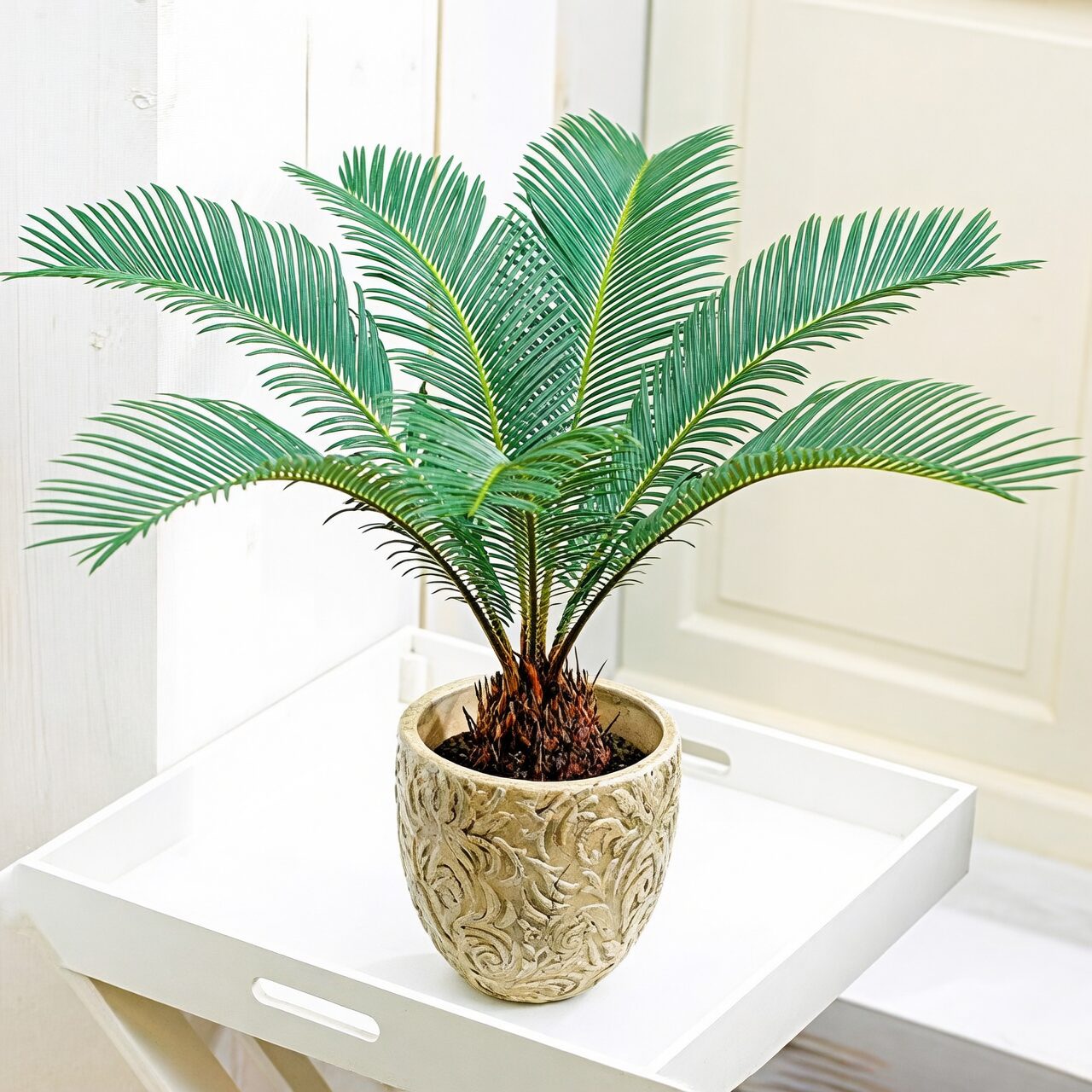 cycas revoluta gift potted plant