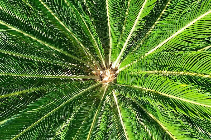 sago palm crown leaf close-up