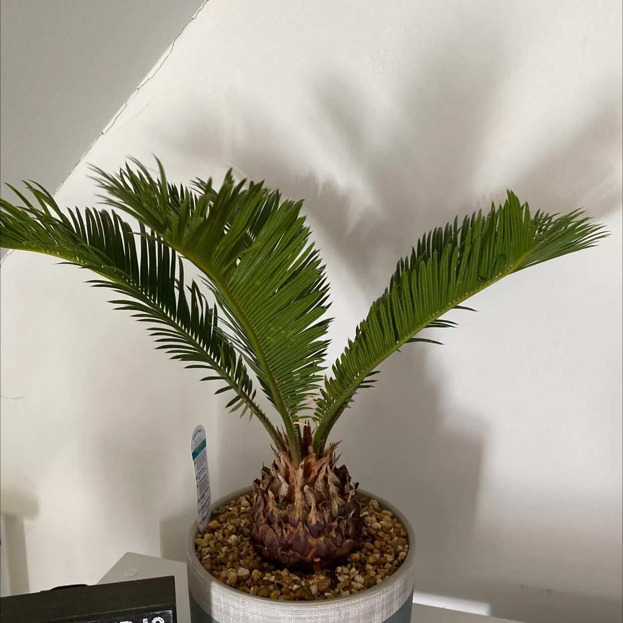 sago palm shallow round pot