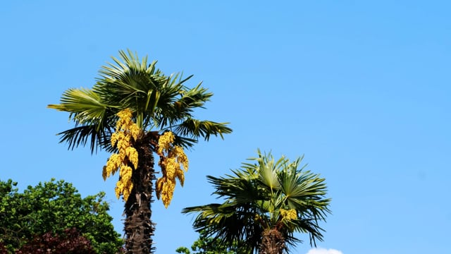 sago palm pruning old fronds