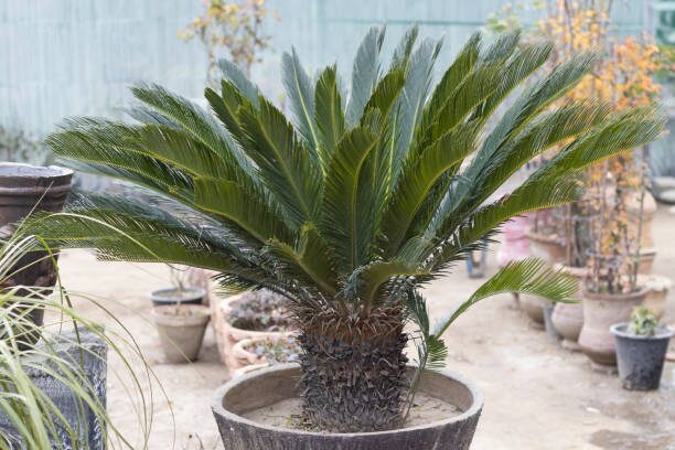 sago palm watering can
