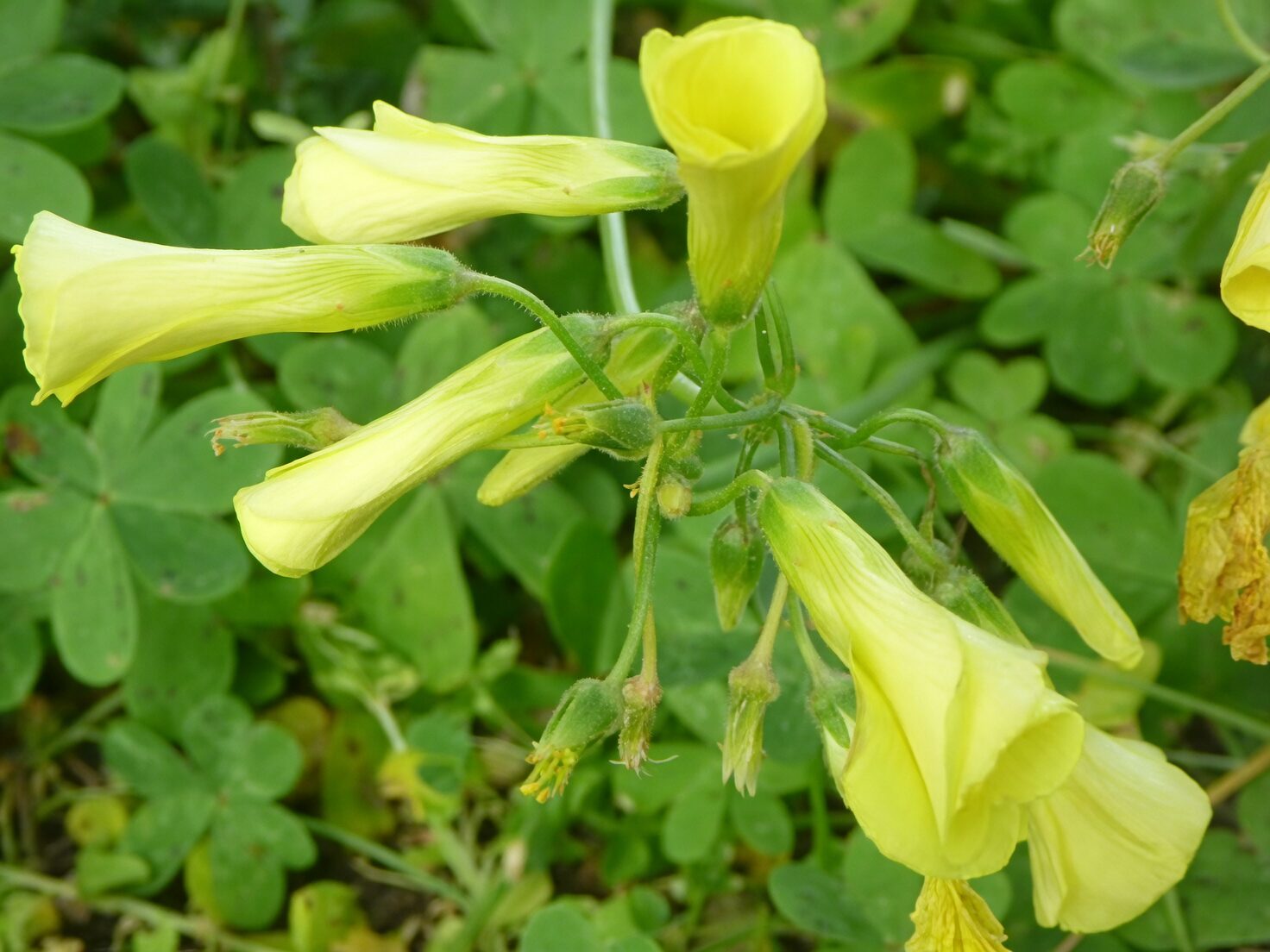 oxalis pes-caprae yellow flower cluster