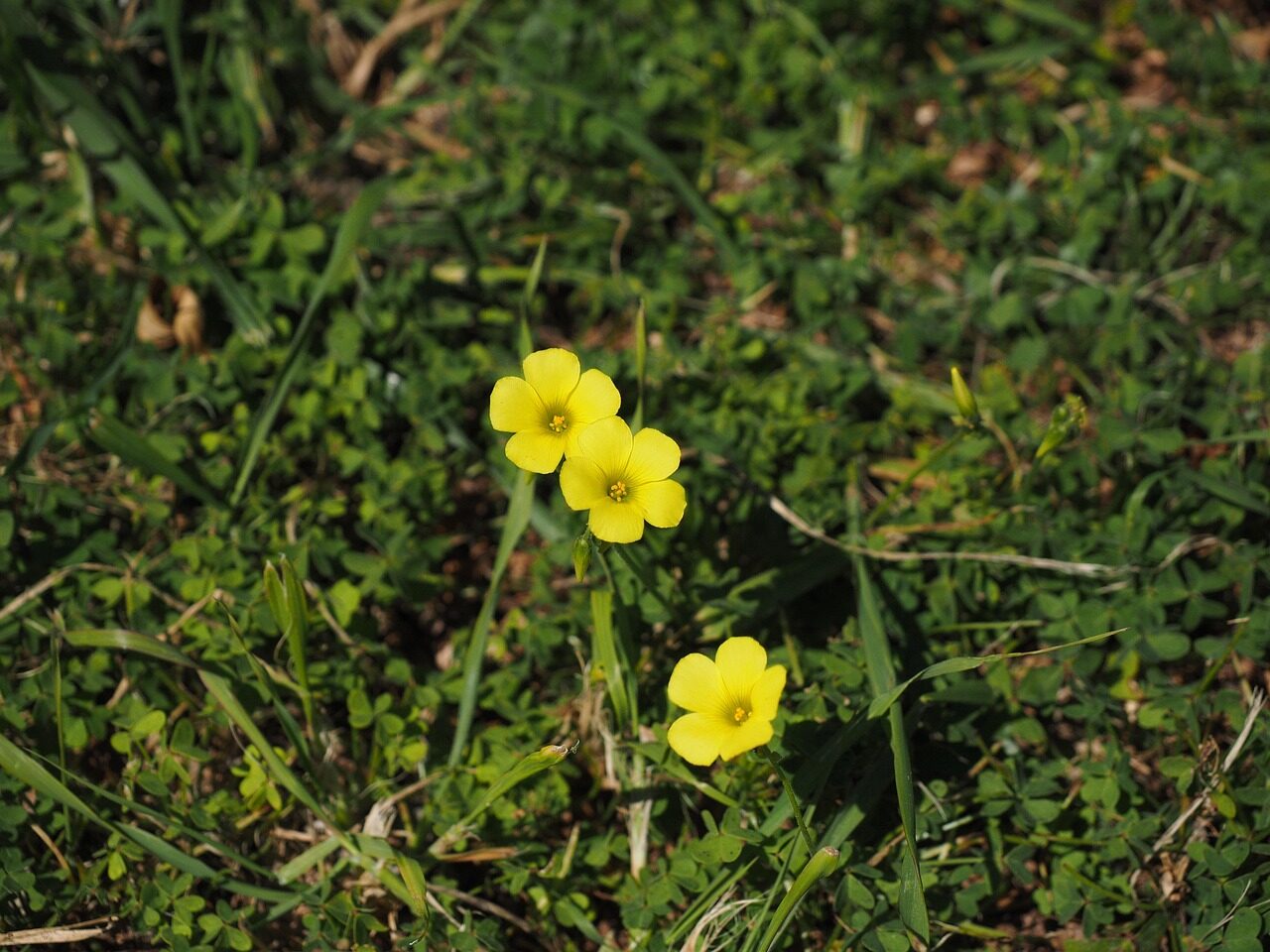 oxalis pes-caprae bulbils rhizome close-up