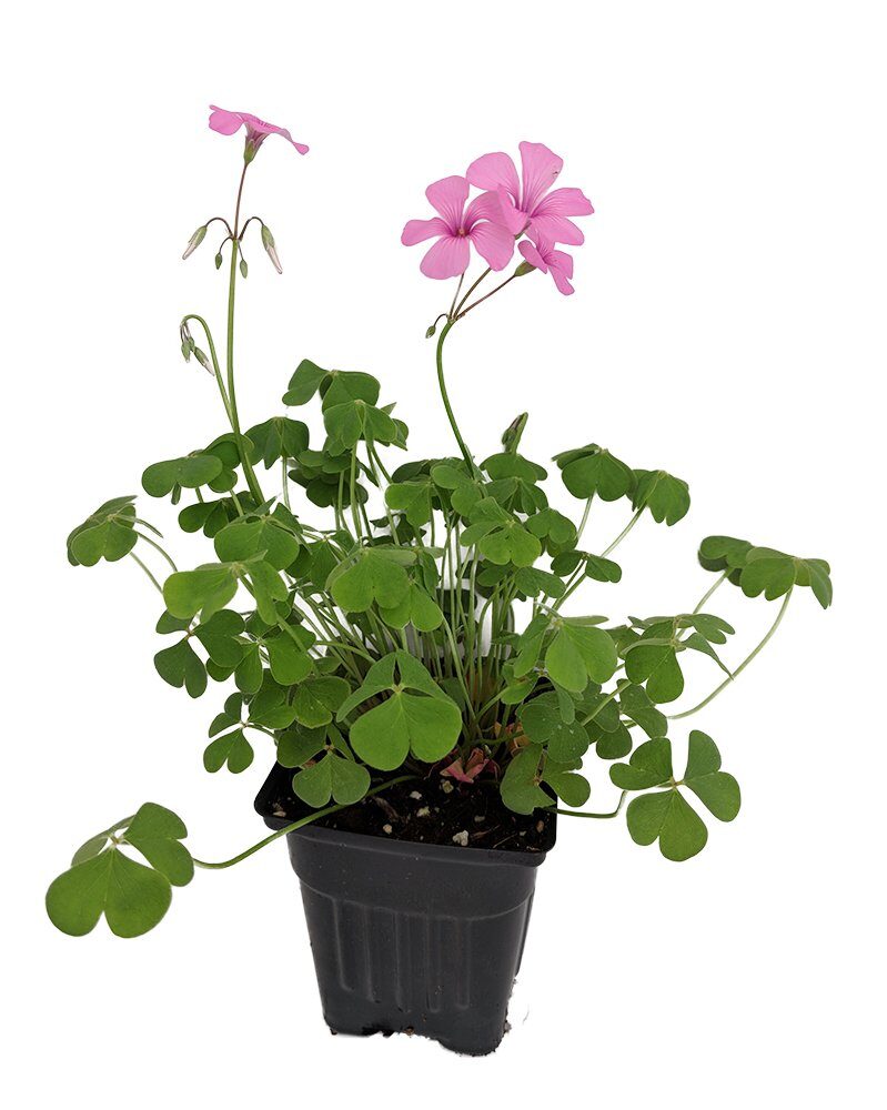 oxalis articulata indoor windowsill pot