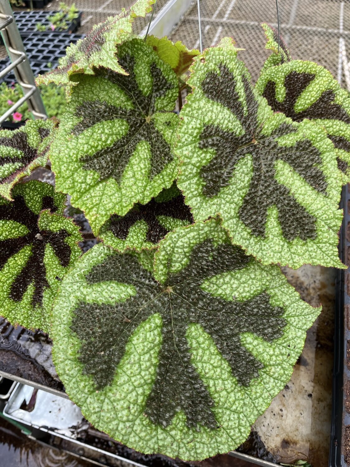 begonia masoniana greenhouse bench