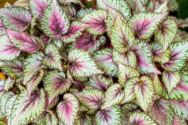 begonia masoniana and begonia rex leaves
