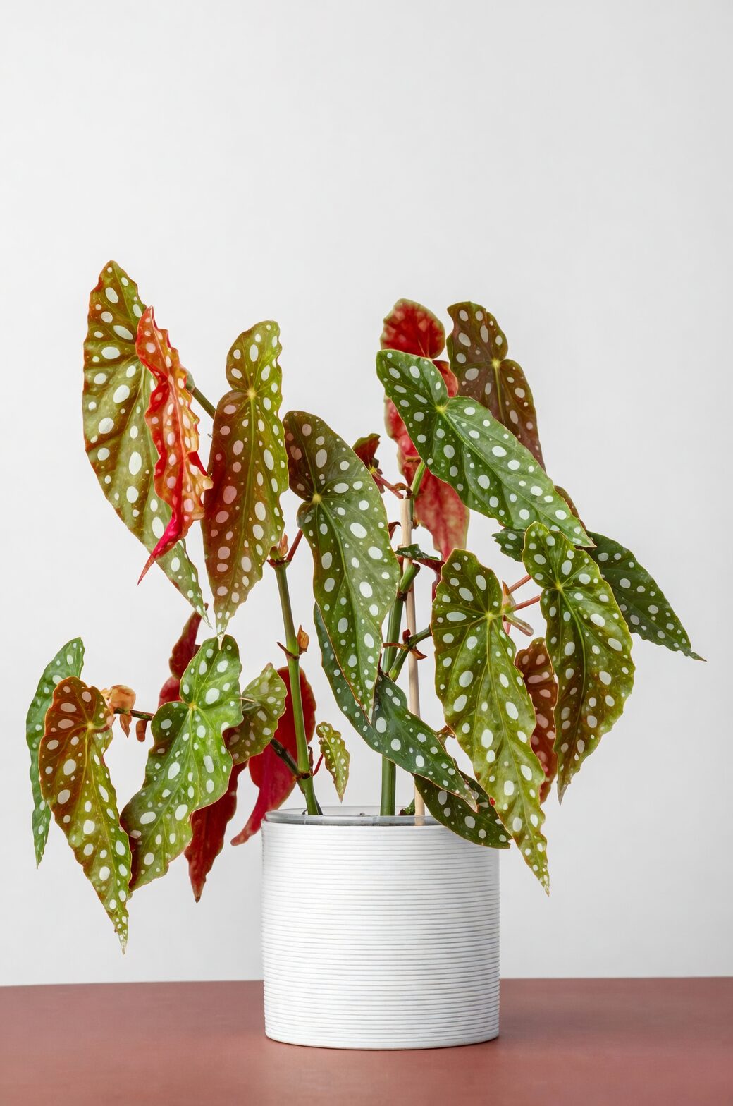 begonia masoniana watering indoor pot
