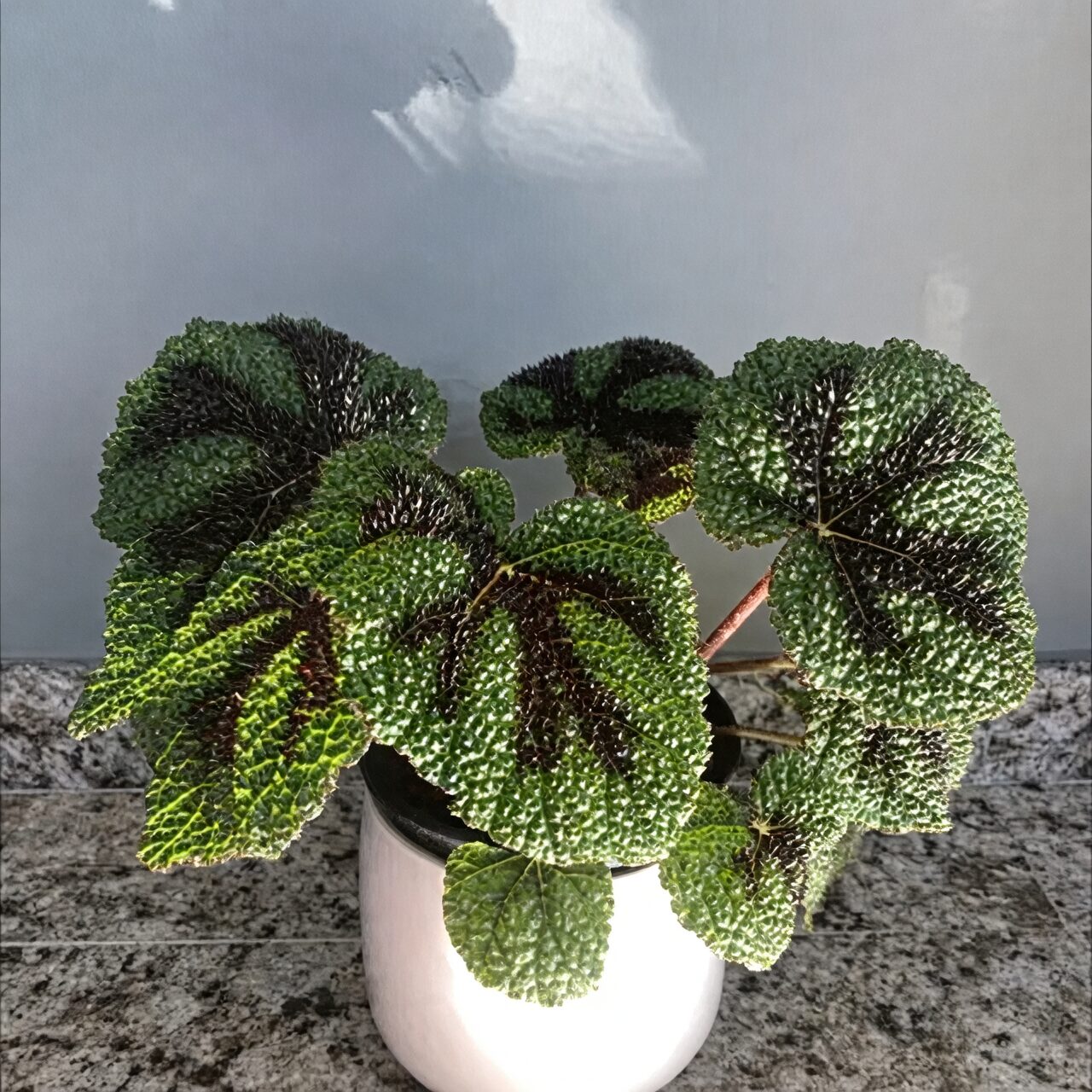 begonia masoniana with fittonia and ferns