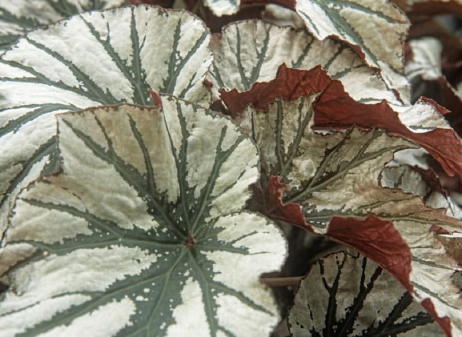 begonia masoniana leaf cutting tray