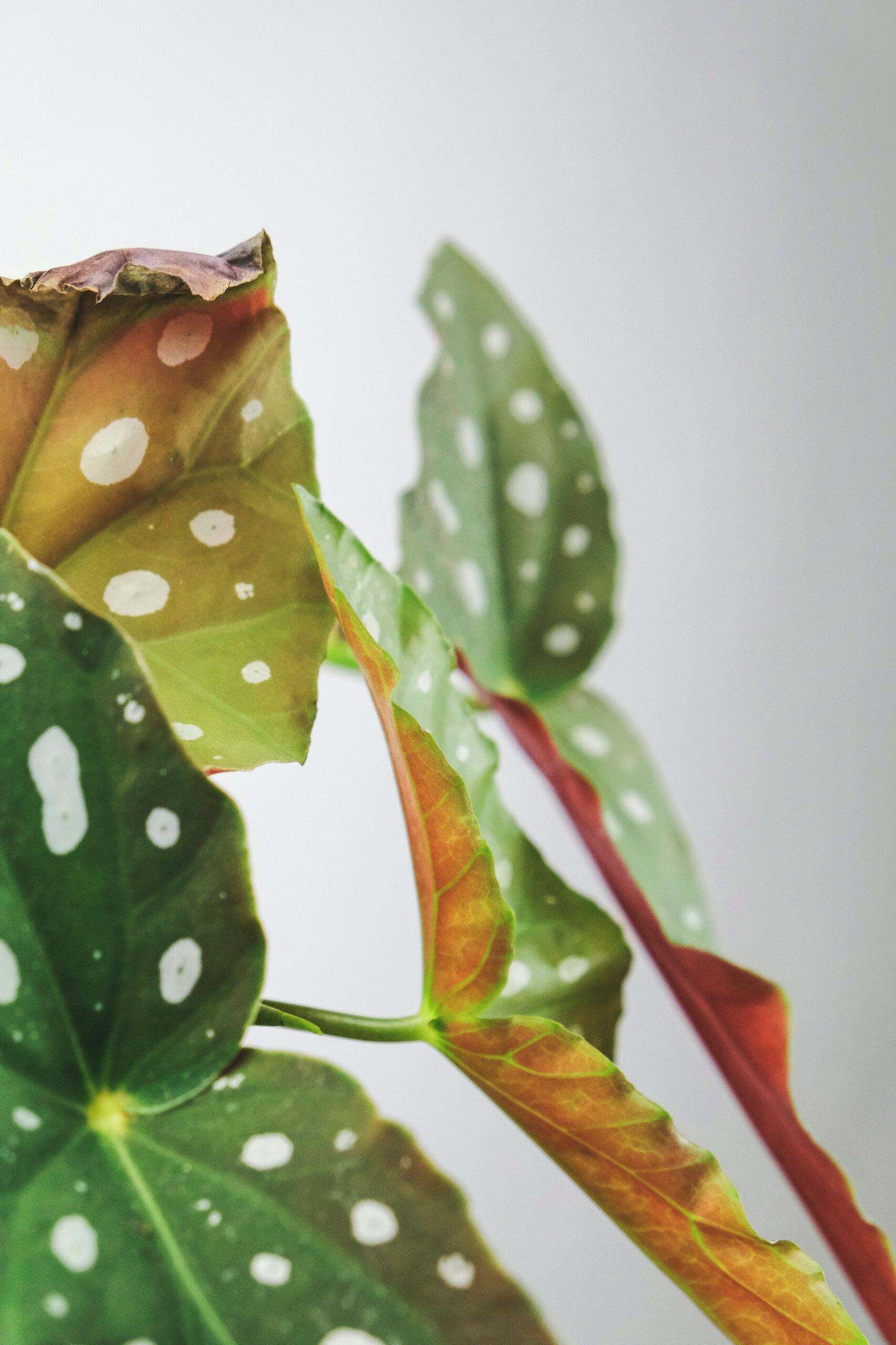 iron cross begonia shade net garden
