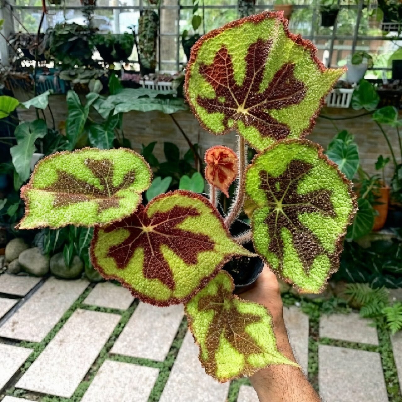 iron cross begonia spacing top view