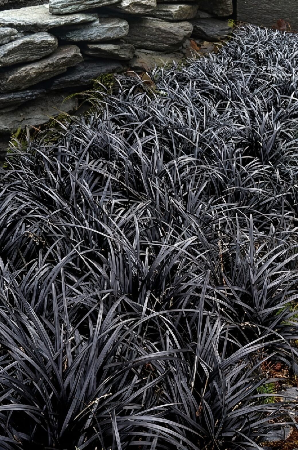 iron cross begonia with black mondo grass