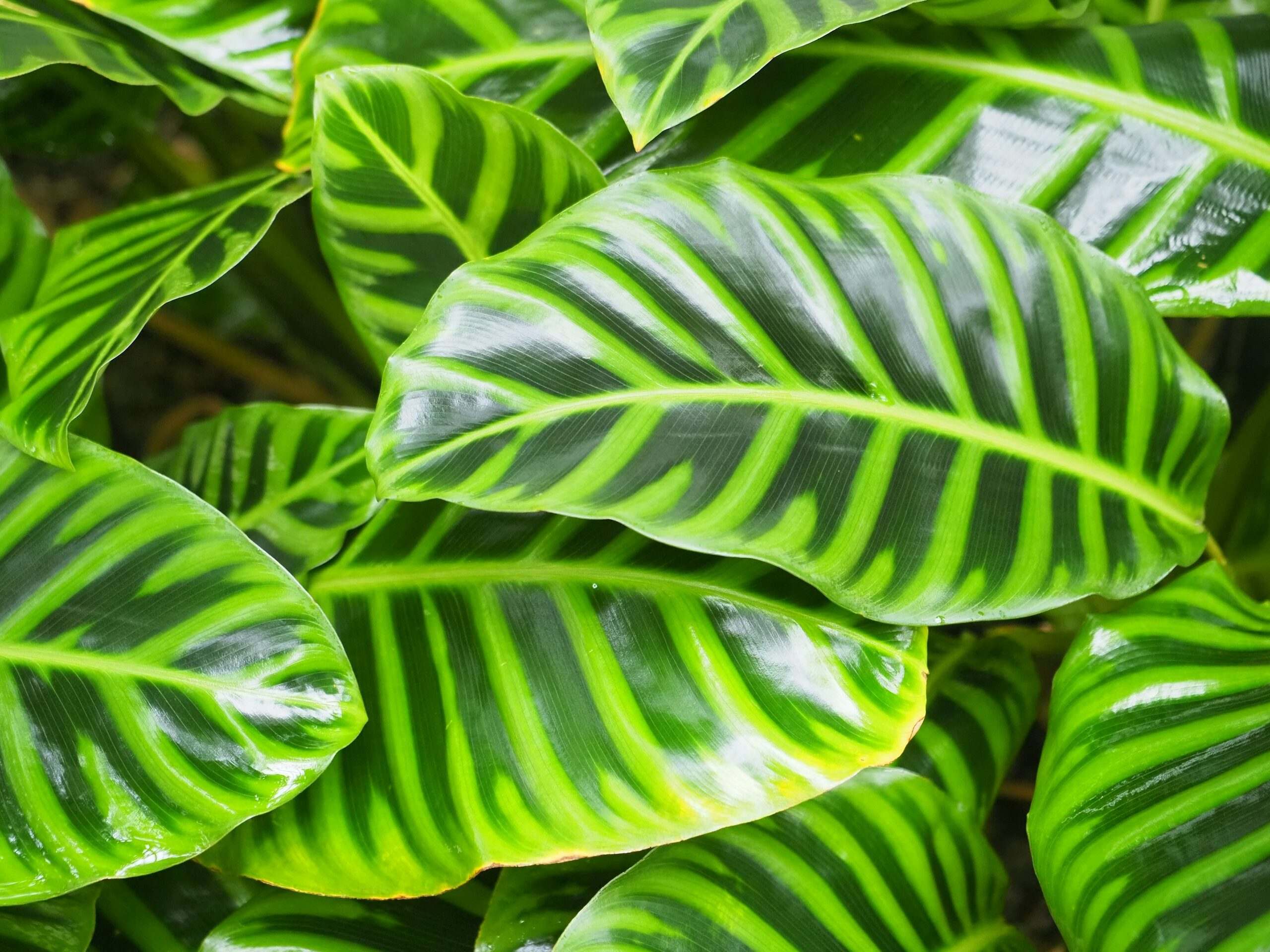 calathea roseopicta leaf underside