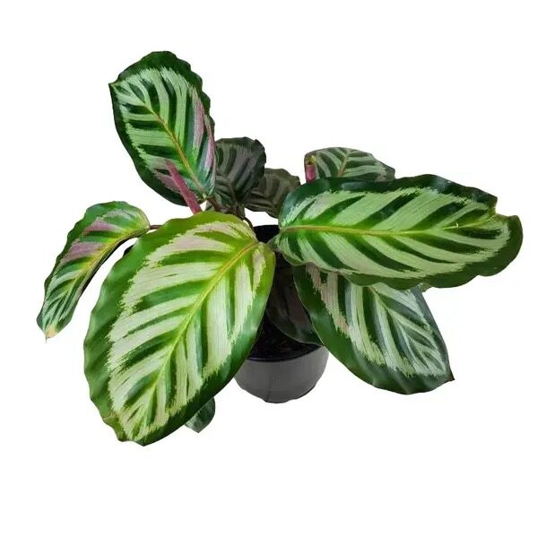calathea roseopicta vs pothos