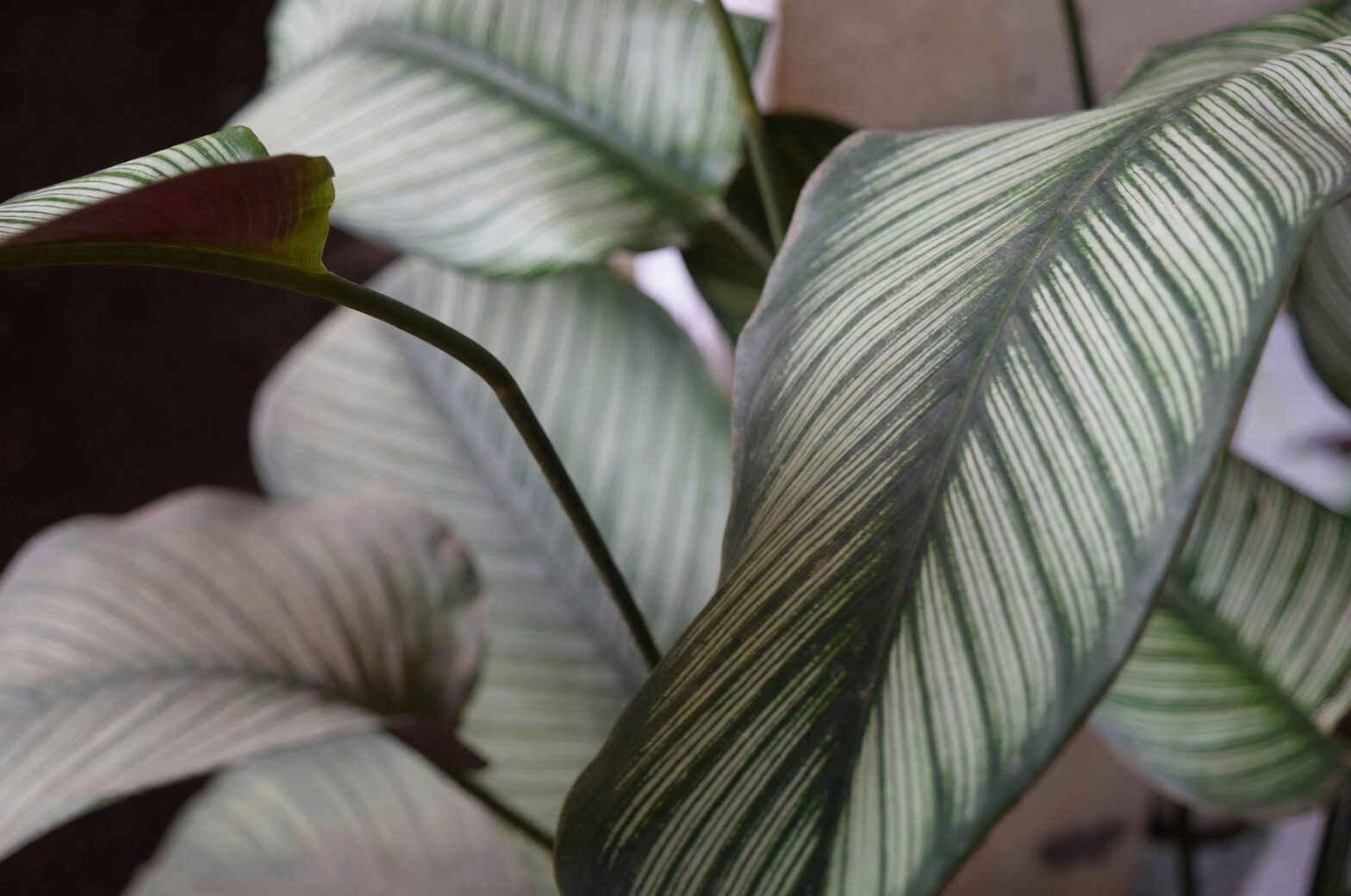 calathea roseopicta wall shelf cat