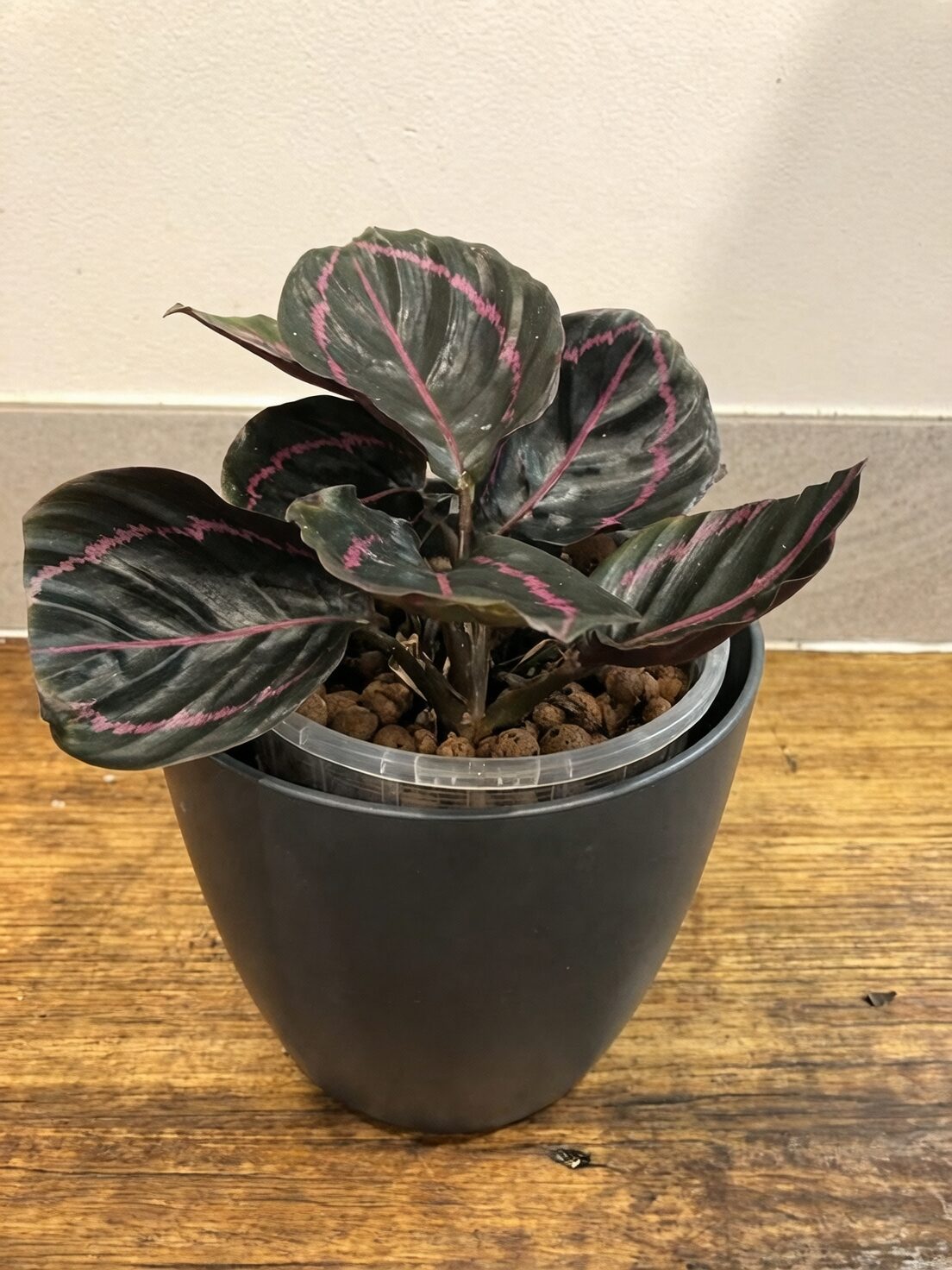 calathea roseopicta pot leca