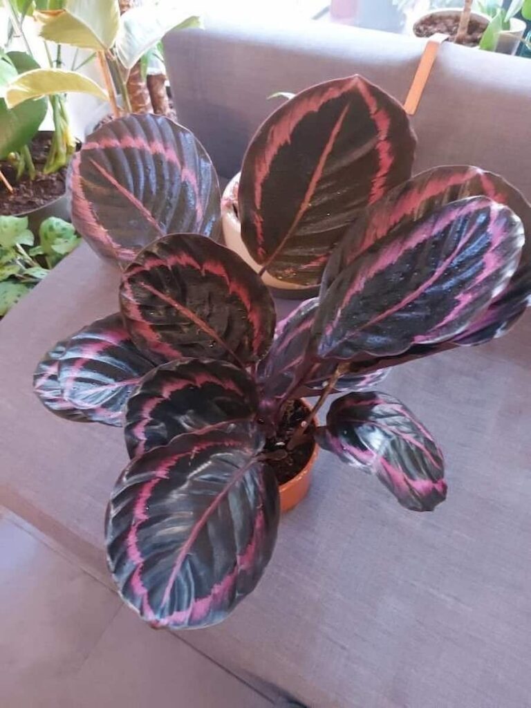 calathea roseopicta window sheer curtain
