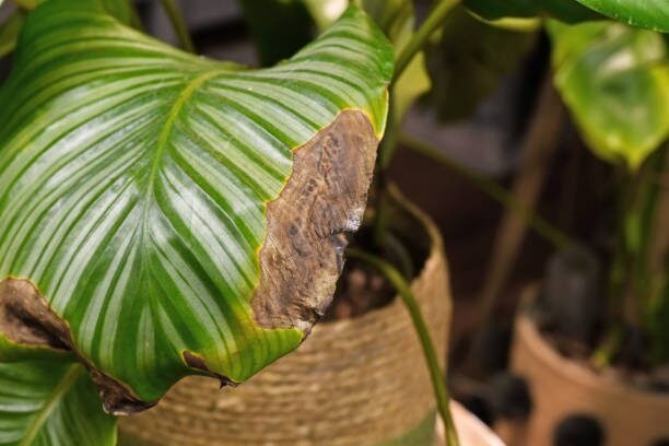 calathea roseopicta trimming brown tips